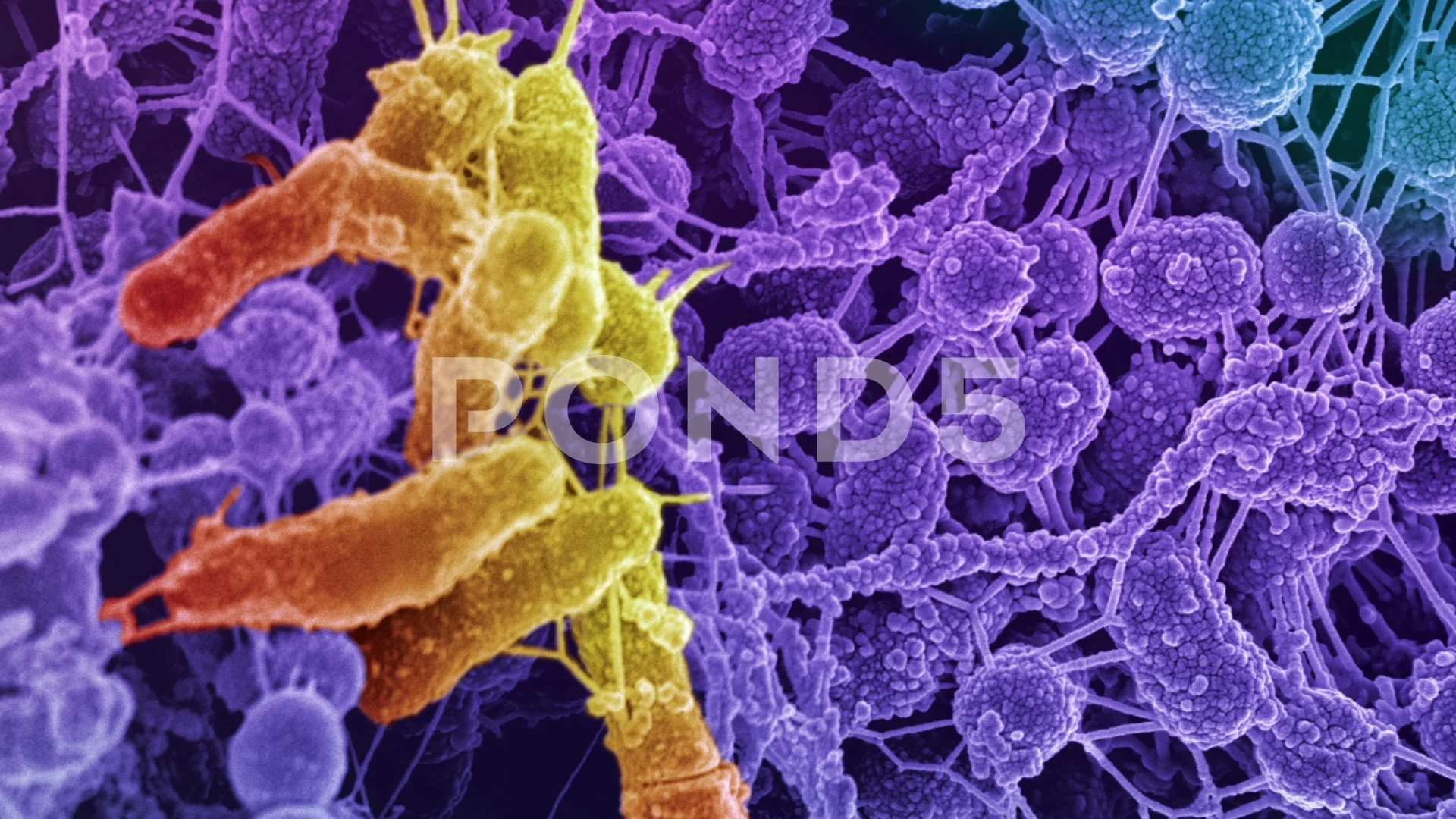 Bacteria In Mouth Under Microscope