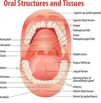 Oral system Stock Illustration