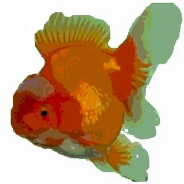 Oranda goldfish Stock Illustration