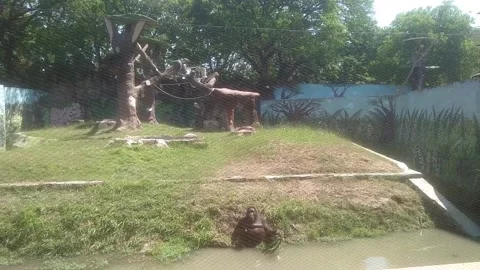 Orang Utan Bathing Stock Footage 287071458