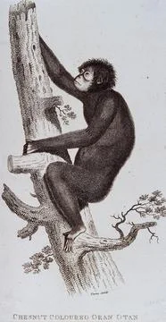 An orang-utan climbing up a tree. Etching by T. Owen. Stock Illustration