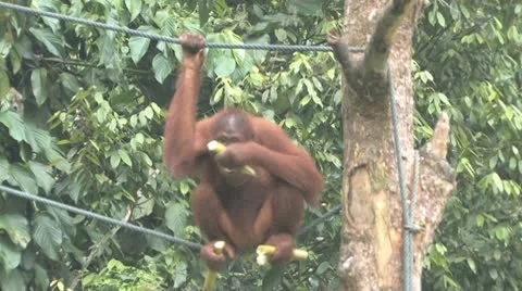 Orang-utan Stock Footage 10585181