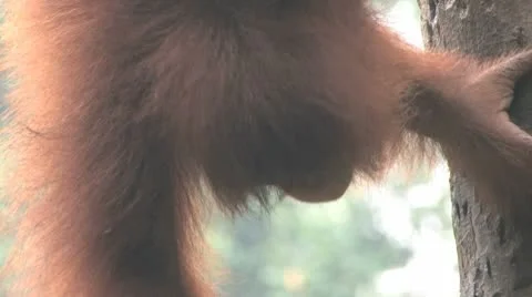 Orang-utan Video stock 10585187