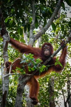 Orang Utan sitting on a tree in Borneo Indonesia Stock Photos
