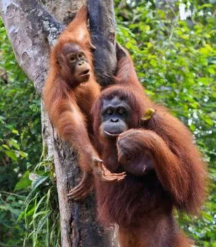 Orangatang Stock Photos