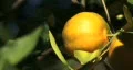 Orange 01 HD Footage