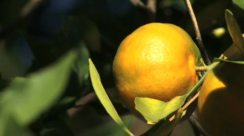 Orange 01 Stock Footage 89527