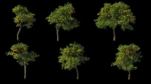 Orange 01 Stock Footage 121350075