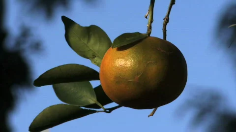 Orange 02 Stock Footage 89533