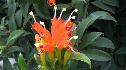 Orange Aeschynanthus xsplendidus also called lipstick plant Stock Footage 107745745