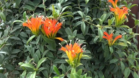 Orange Aeschynanthus xsplendidus also called lipstick plant Stock-Footage 107745765
