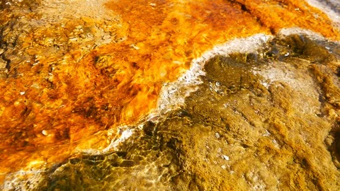 Orange Algae and Bacterial Pool With Hot Water Flowing Over It (Yellowstone) Stock Footage 128035913