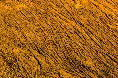 Orange algae in a hot pool in Yellowstone National Park Stock Photos