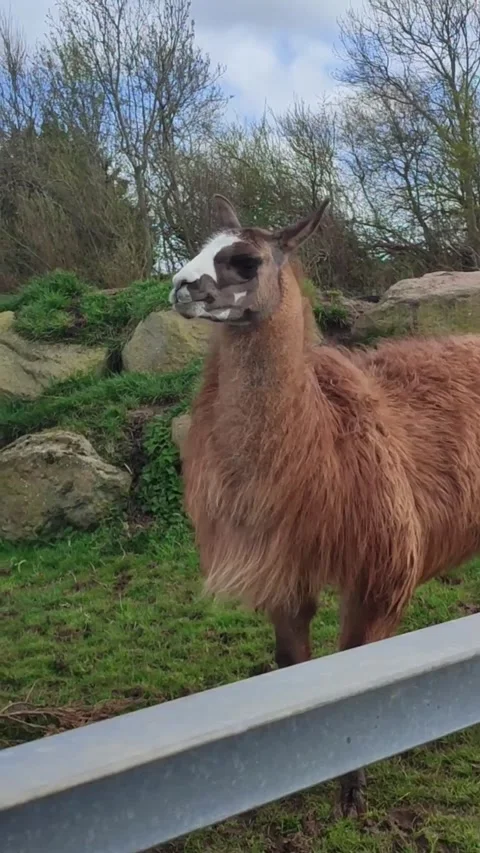 Orange Alpaca scratching itself Vidéo 336462121