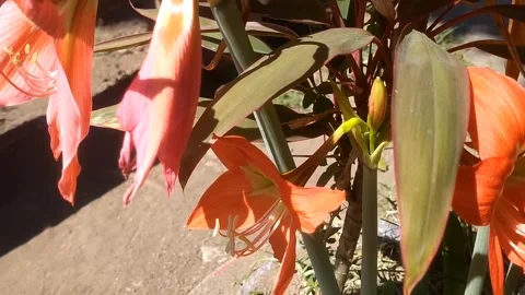 Orange Amaryllis: The Radiant Bloom Stock Footage 338155744