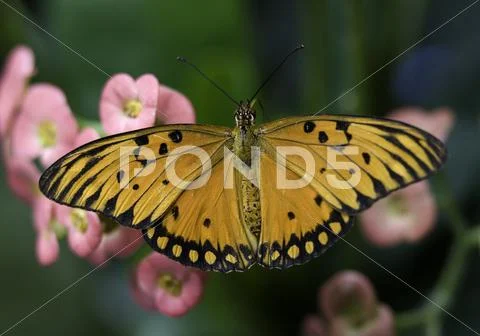 Orange and black brush footed butterfly Stock Photos
