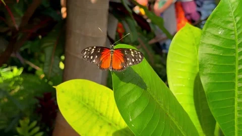 Orange and black butterfly flapping wings on a vibrant green leaf in a lush gard Stock Footage 329479150