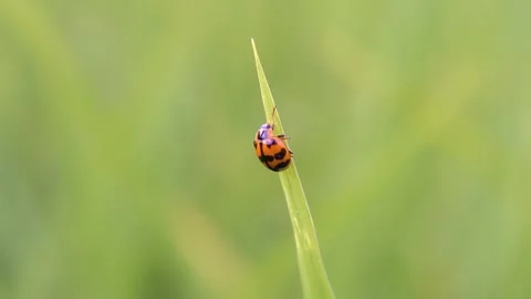 Orange and Black Ladybug on a Blade of Grass Stock Footage 301082148