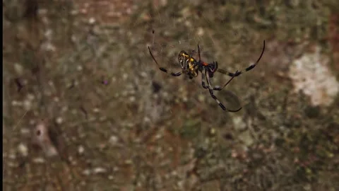 Orange And Black Spider Vídeos de archivo 156505008