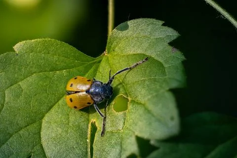 Orange and blue leaf beetle on a leaf Stock Photos