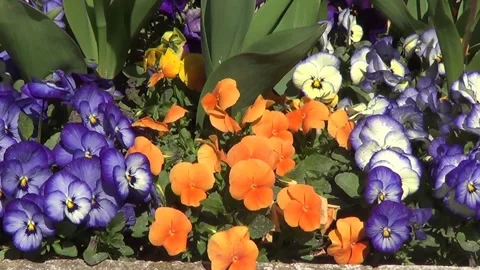 Orange and blue panies Vídeo Stock 335384559