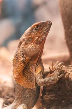 Orange and brown lizard standing upright on a log with its head raised Фото