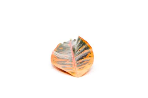 Orange and deep blue leaf top form Stock Photos