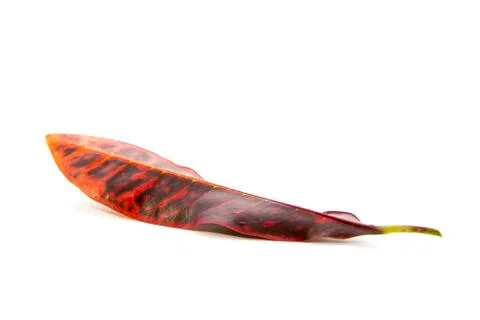 Orange and deep blue leaf upside down form Stock Photos