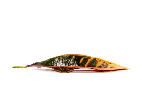 Orange and deep blue leaf Stock Photos