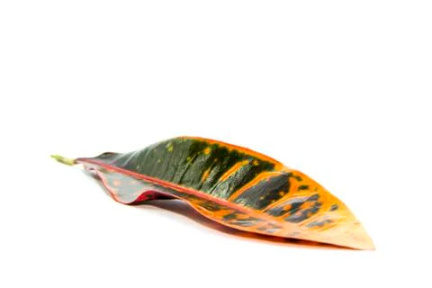 Orange and deep blue leaf shape and form Stock Photos