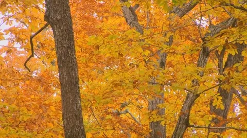 Orange and Gold Trees Vertical Pan Shot Stock Footage 346197003