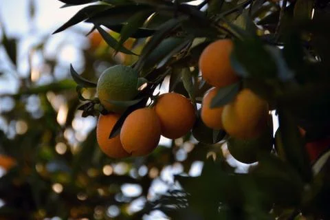 Orange and green oranges on a branch Stock Photos