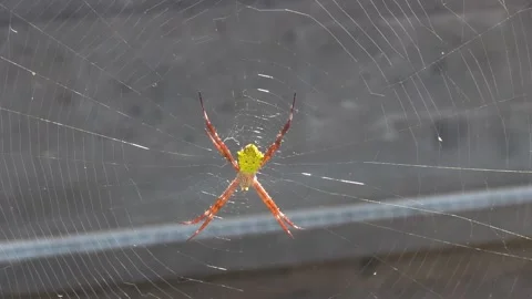 Orange And Green Spider On Web Stock Footage 144598719
