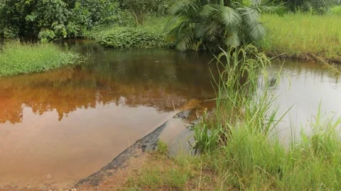 Orange and muddy river flowing in the tropical forest, in Ivory Coast Stock Footage 238028884