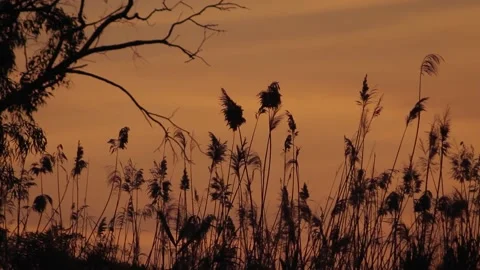 Orange and pink sunset sky and silhouettes of plants and trees Stock Footage 148246780