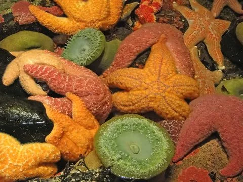 Orange and purple starfish and sea anemones, Stock Photos