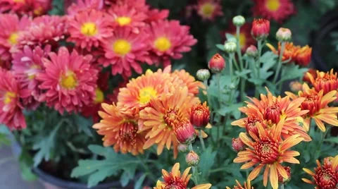 The orange and Red Daisy Daisy Video stock 42414800