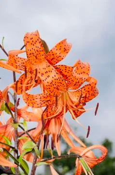 An orange and red flower opens up during the summer months Stock Photos