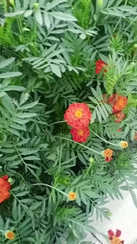 Orange and red flowers Stock Footage 314182243