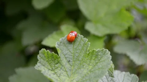 Orange and red ladybugs mate and sit on leaf of currants in the wind Stock Footage 112952160