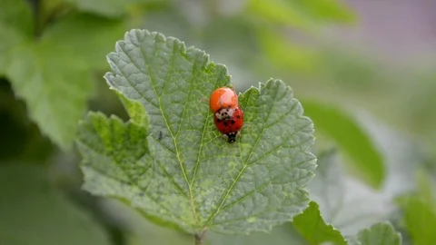Orange and red ladybugs mate and crawl on currant leaf in the wind, top view Stock Footage 112952173