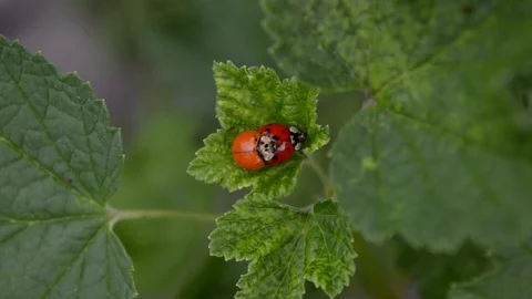 Orange and red ladybugs mate and sitting on leaf of currants in wind, top view Stock Footage 112952296