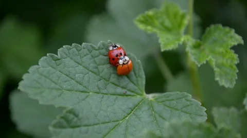 Orange and red ladybugs is mating and sitting on leaf of currants in the wind Stock Footage 112952322