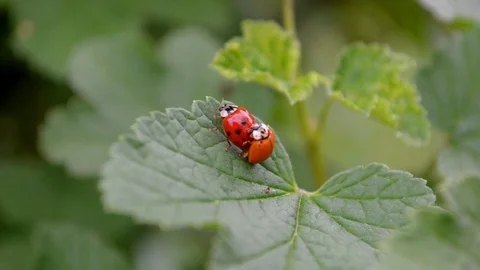 Orange and red ladybugs is mating and sit on leaf of currants in the wind Stock Footage 112952353