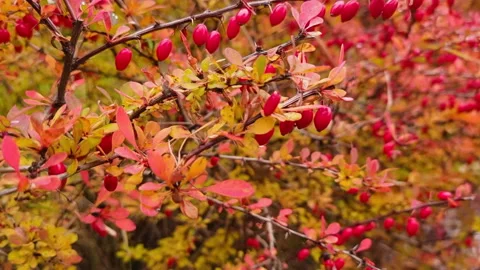 Orange and red leaves close-up. Close-up of barberry bushes. Autumn garden Stock Footage 246496365