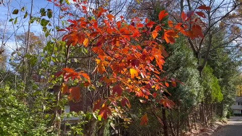 Orange and red leaves on tree in the garden in the fall Stock Footage 282929709