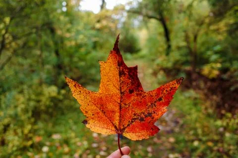 Orange and red maple leaf held up on trail in fall Stock Photos