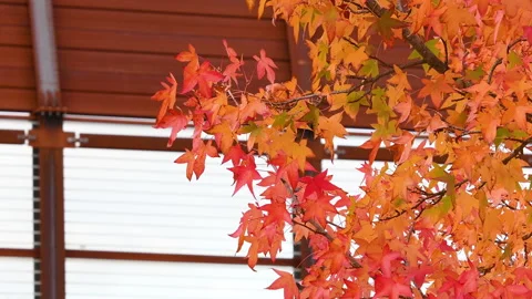 Orange and red maple leaves move in the wind during the autumn season Stock Footage 164285182