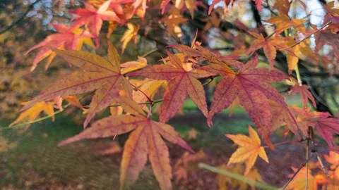 Orange and red Maple Leaves in Autumn – Vibrant Fall Foliage Static Shot Stock-Footage 331968889