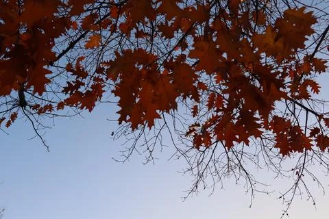Orange and red maple leaves backlight be evening sun with blue sky during Stock Photos